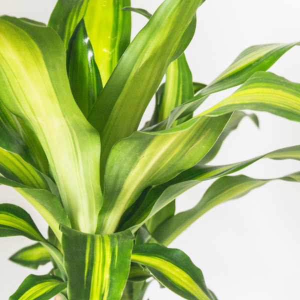 Dracaena fr. Massangeana 4pp