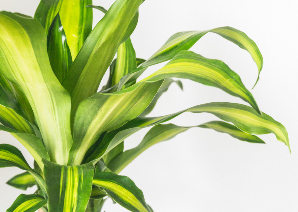 Dracaena Massangeana 200-210cm 4PP