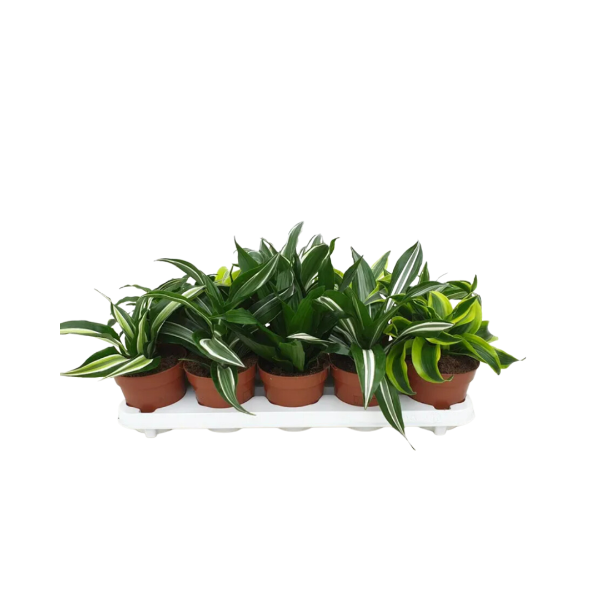 Dracaena Head - Mixed Variety
