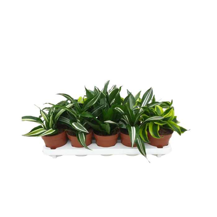 Dracaena Head - Mixed Variety