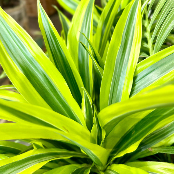 Dracaena lemon lime 3pp '140