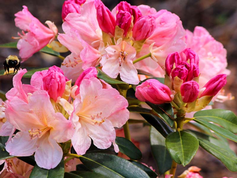 Azalea Mix