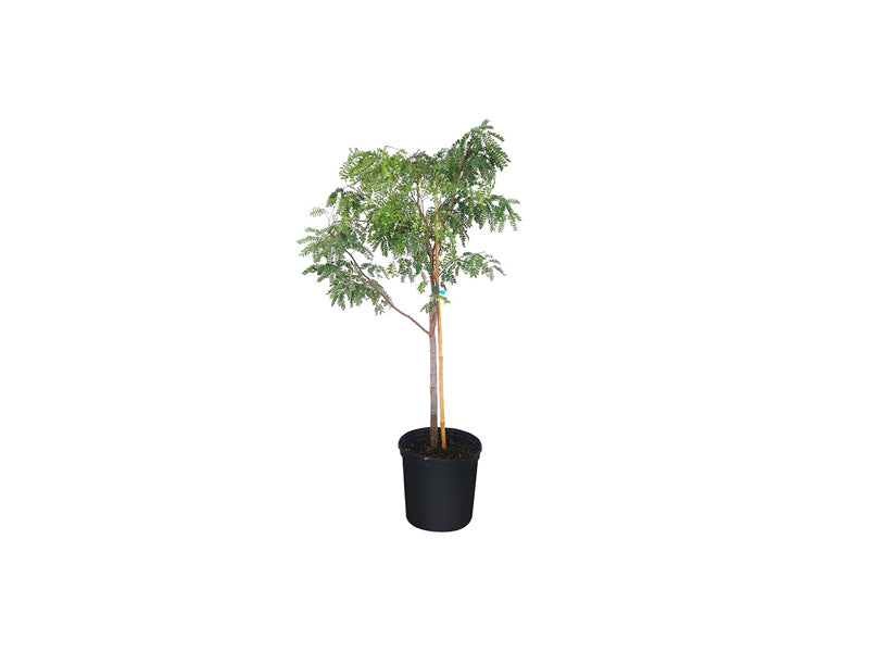 Tamarindus indica 'P30
