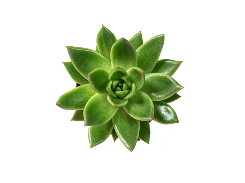 Echeveria - Mixed Variety 'H5-8cm