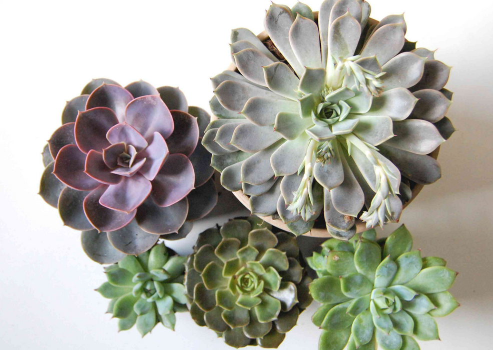 Echeveria - Mixed Variety 'H5-8cm