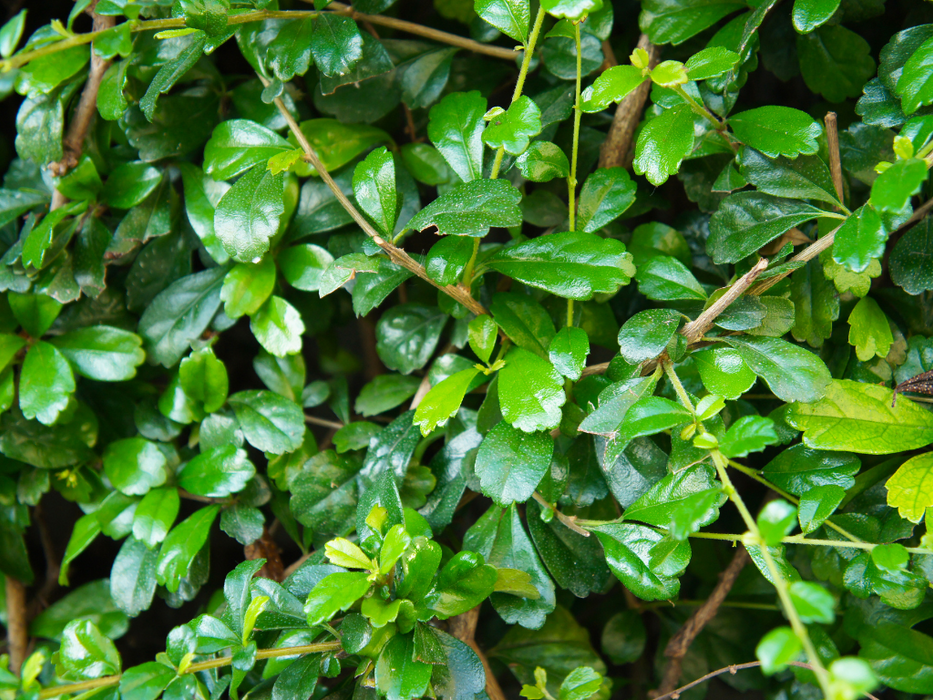 Ehretia microphylla Cone Shape H200-220cm
