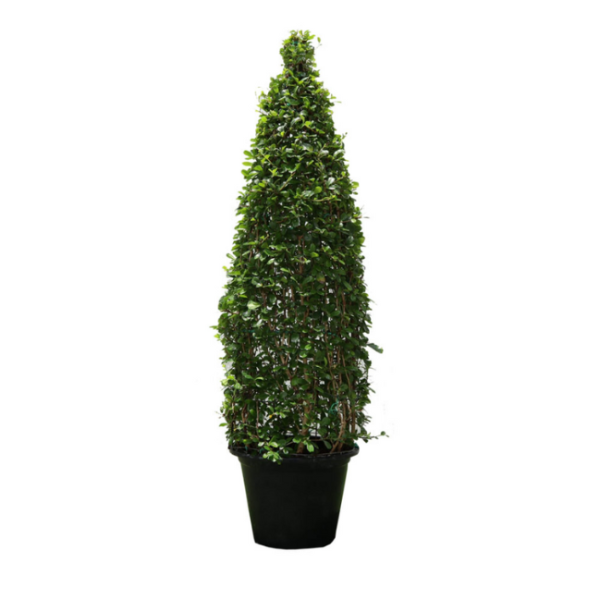 Ehretia microphylla Cone Shape H200-220cm