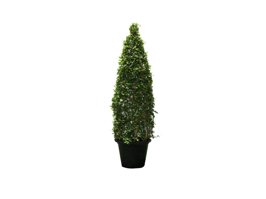 Ehretia microphylla Cone Shape H200-220cm