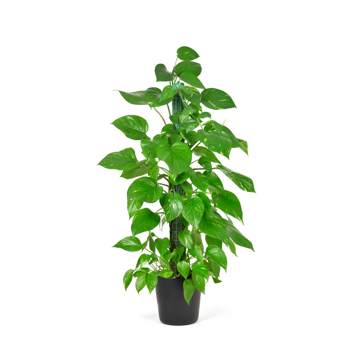 Epipremnum Aureum Mossstick 70-80cm