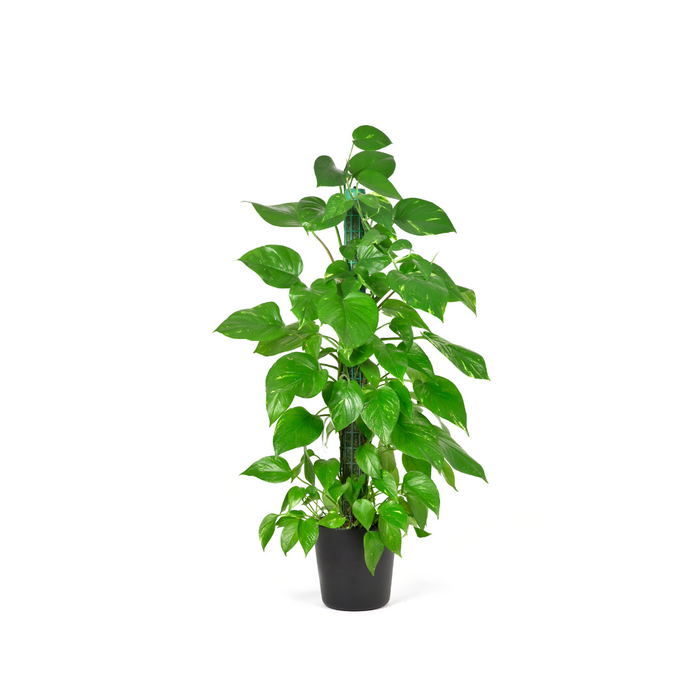 Epipremnum Aureum Mossstick 70-80cm