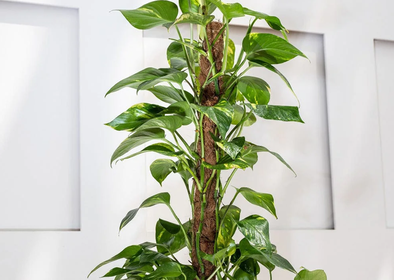 Epipremnum Aureum Mossstick 70-80cm