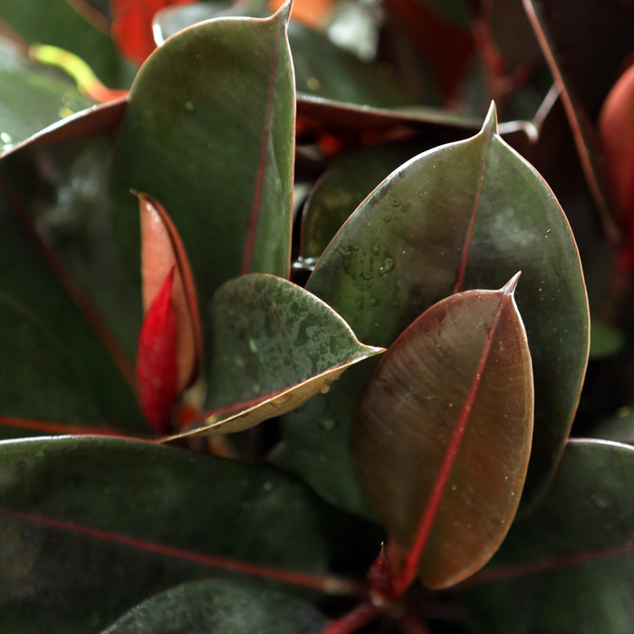 Ficus Elastica Robusta 'Branched'