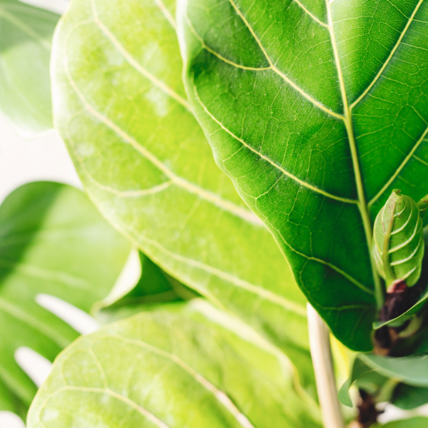 Ficus lyrata 150cm