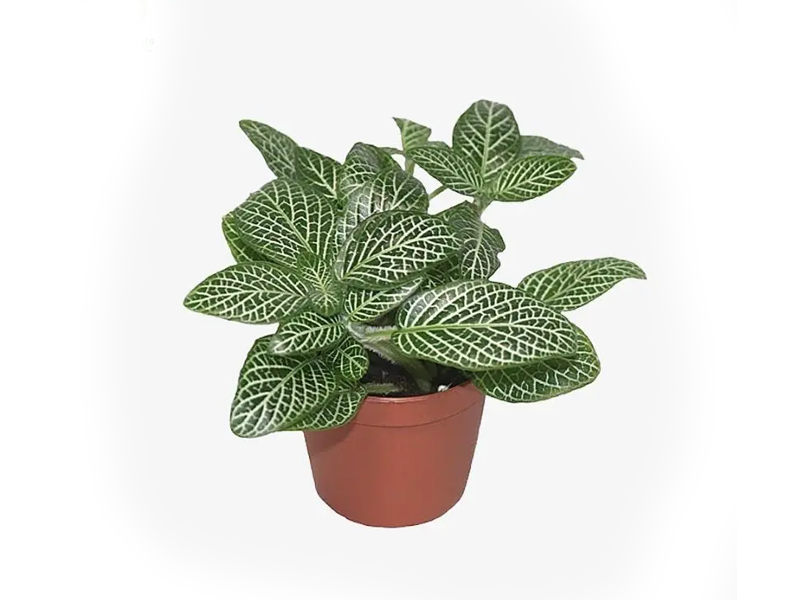 Fittonia Mixed