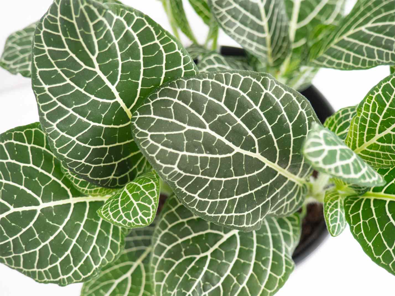 Fittonia Mixed