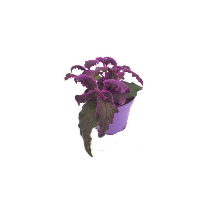 Gynura Aurantica
