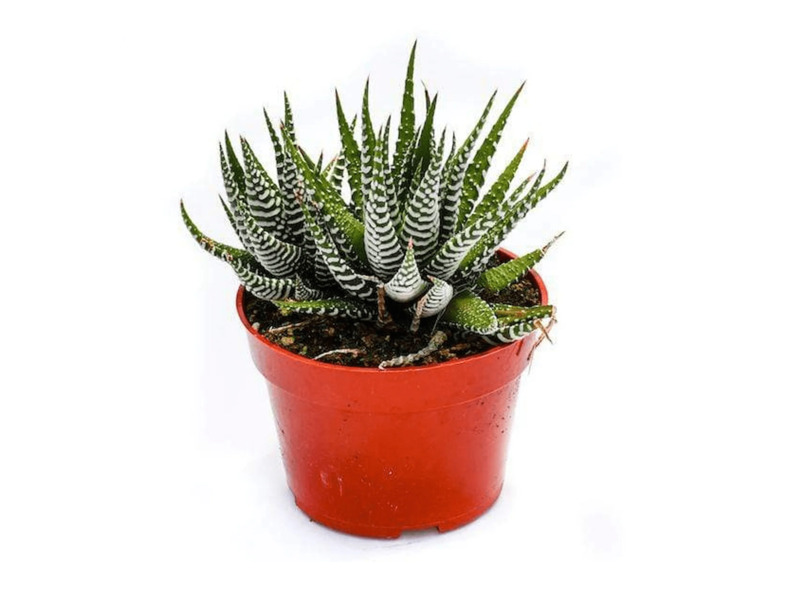 Haworthia H9-12cm