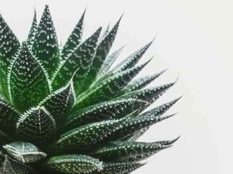 Haworthia H9-12cm