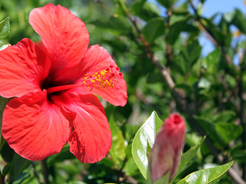 Hibiscus Rosa Sinensis 150 هيبيسكوس روزا سينينسيس 150