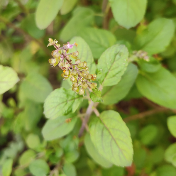 Holy Basil 'Tulsi'