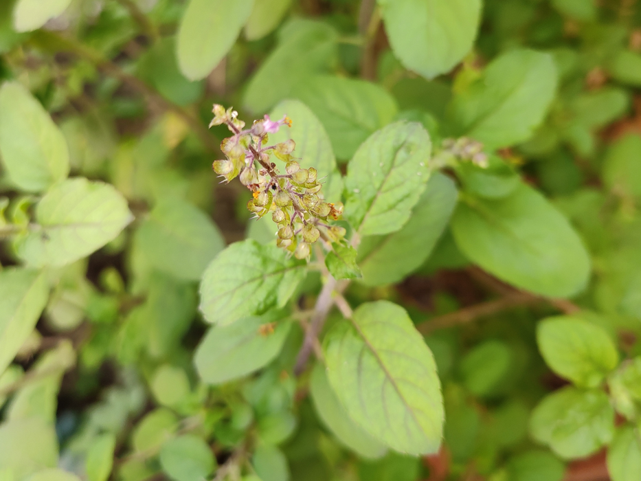 Holy Basil 'Tulsi'