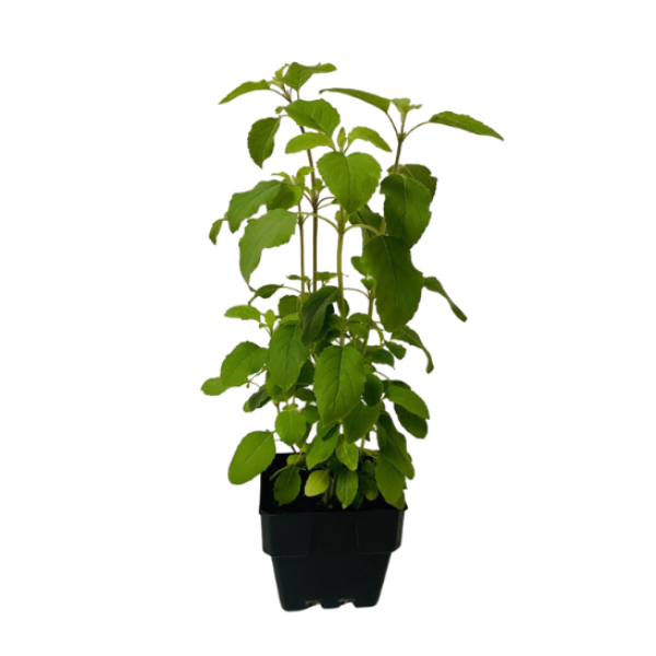 Holy Basil 'Tulsi'
