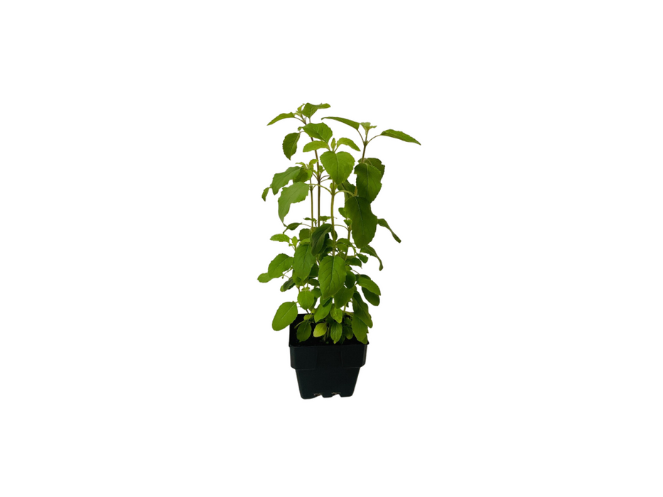Holy Basil 'Tulsi'