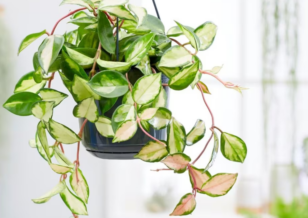 Hoya Carnosa Variegated Mixed
