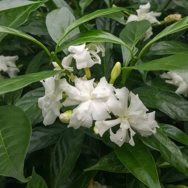 Tabernaemontana