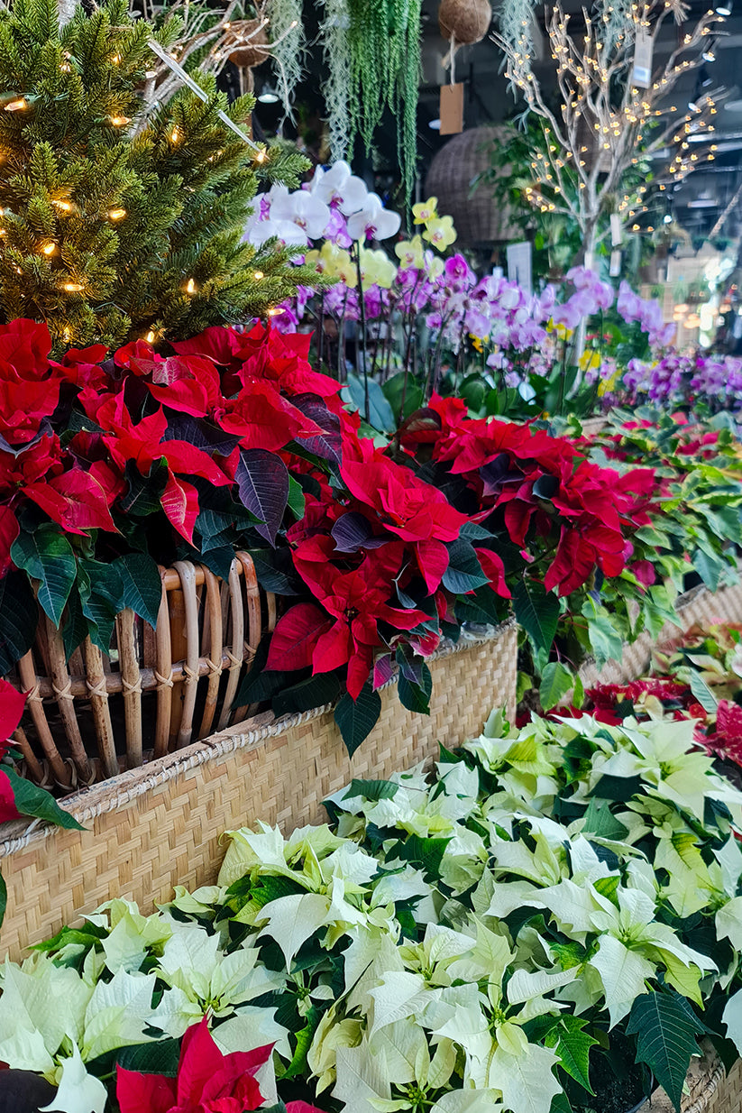 Indoor Plants for Homes & Offices Across the UAE