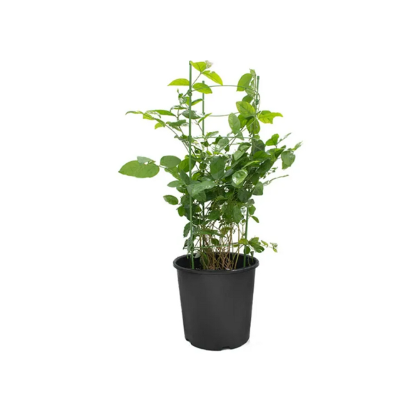 Jasminum Sambac 'P8