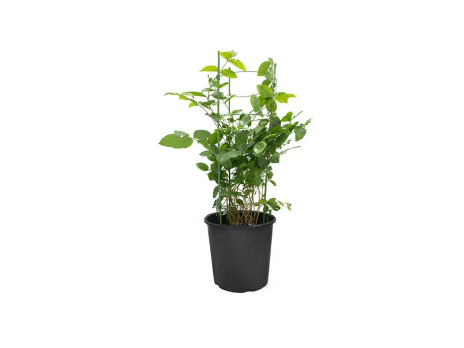 Jasminum Sambac 'P8