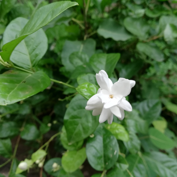 Jasminum Sambac 'P8