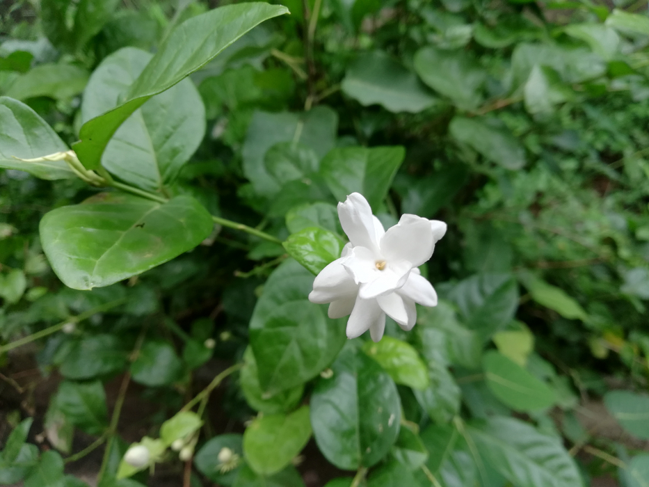 Jasminum Sambac 'P8