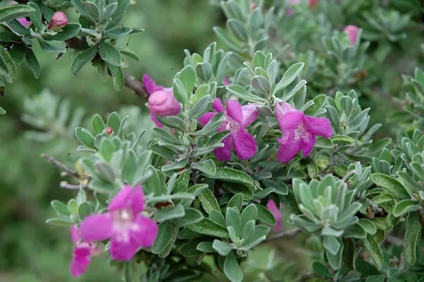 Leucophyllum frutescens