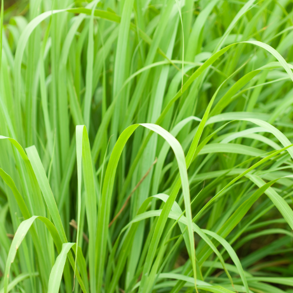 Lemon Grass