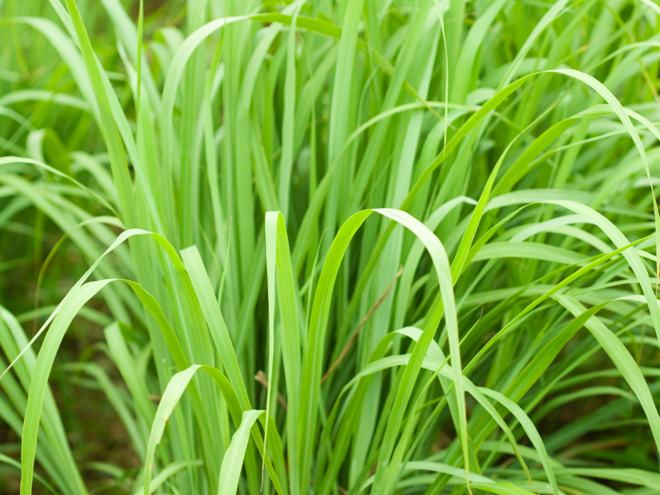 Lemon Grass