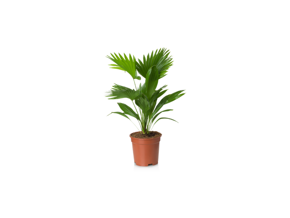Livistona