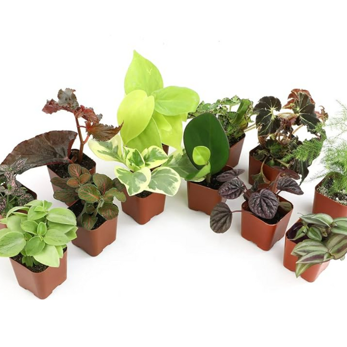 Mini mix plants