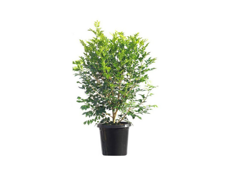 Murraya Paniculata H150cm