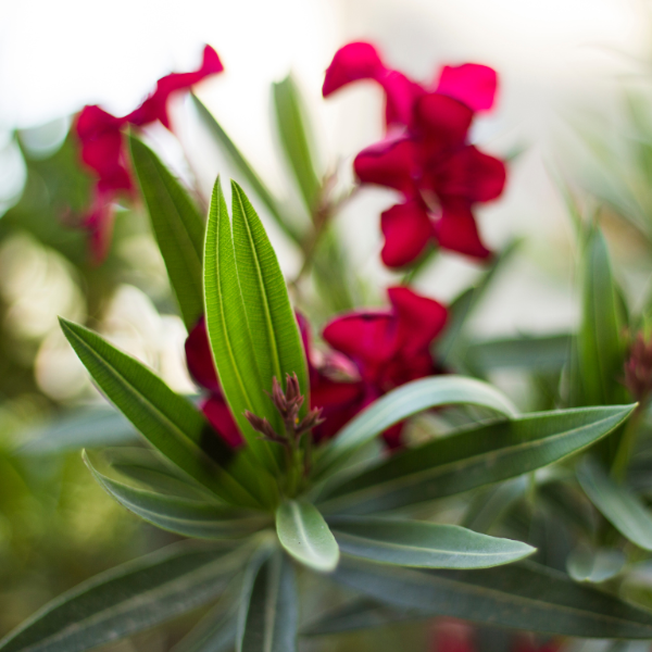 Nerium Oleander 'P8