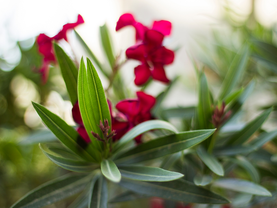 Nerium Oleander 'P8