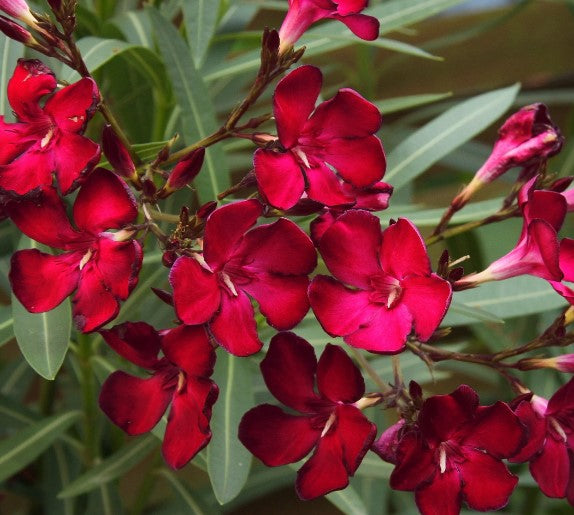 Adenium Obesum H50