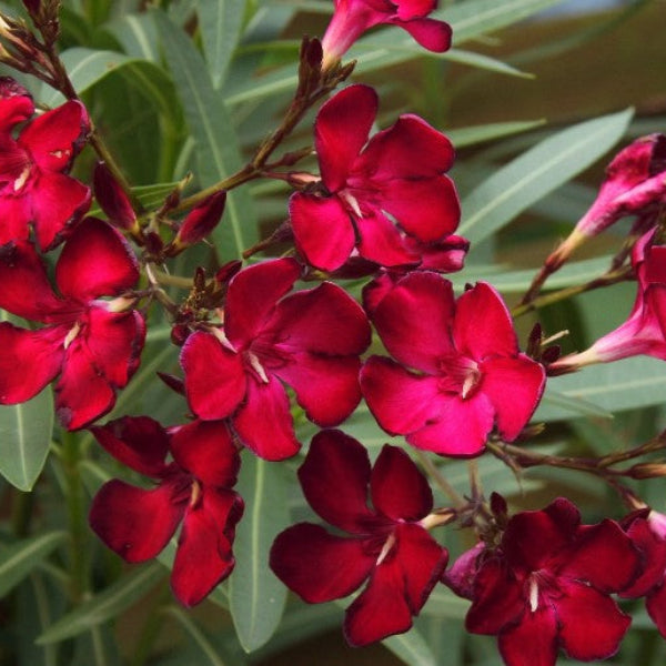 Nerium Oleander