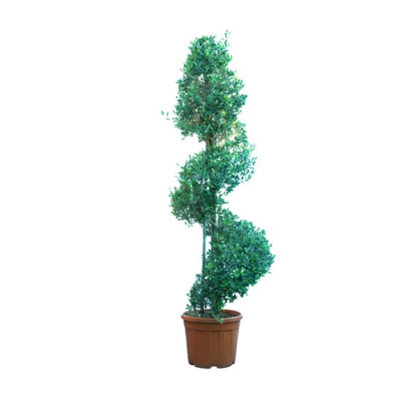 Olive Spiral Tree