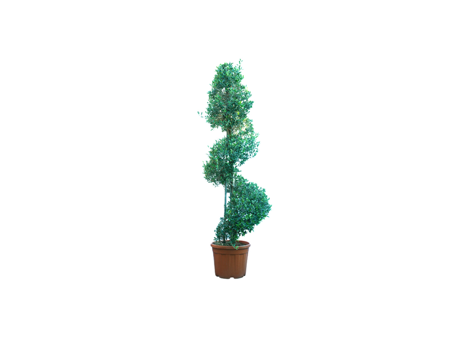 Olive Spiral Tree