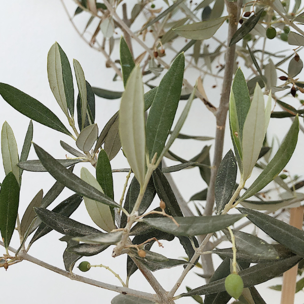 Olive Spiral Tree