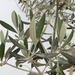 Olive Spiral Tree