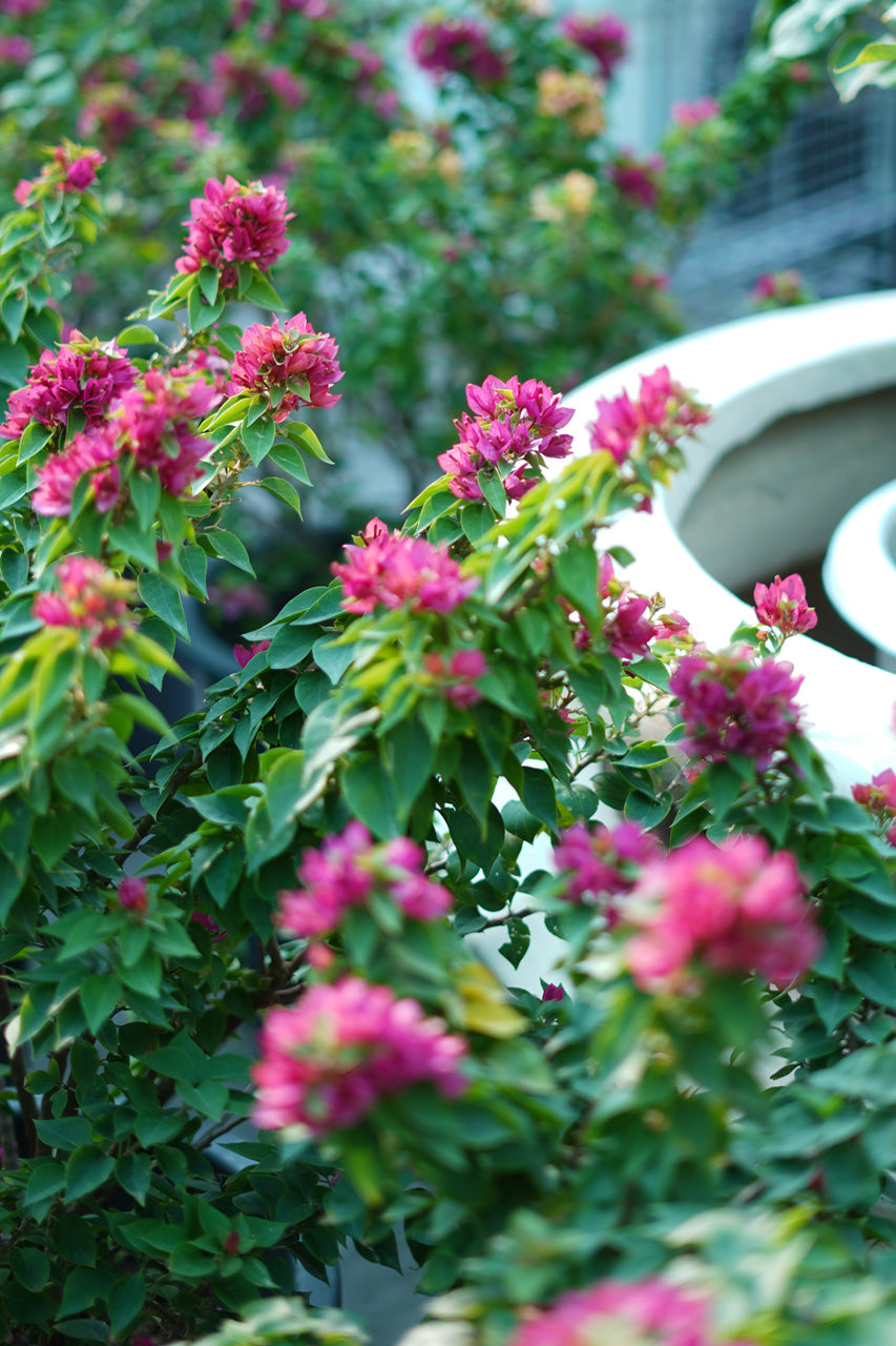 Buy Outdoor Plants for Homes, Gardens & Offices Across the UAE