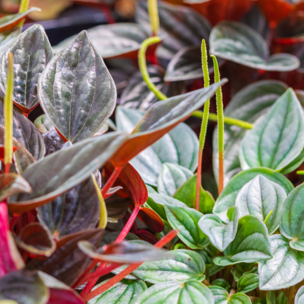 Peperomia - Mixed Variety